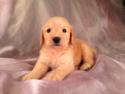 Male Goldendoodle Puppy for sale #11 Born April 10th, 2013|Goldendoodles Puppies by Professional Goldendoodle Breeders